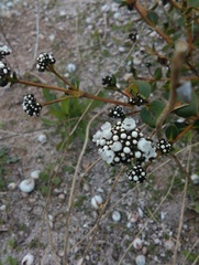Logania crassifolia