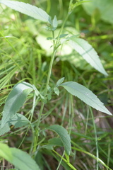 Scabiosa velenovskiana