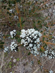 Logania crassifolia