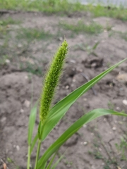 Setaria viridis
