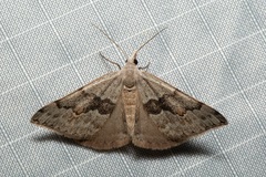 Dichromodes molybdaria