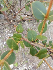 Logania crassifolia