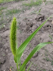Setaria viridis