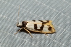 Eulechria sigmophora