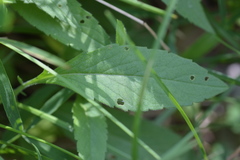 Scabiosa velenovskiana
