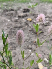 Trifolium arvense