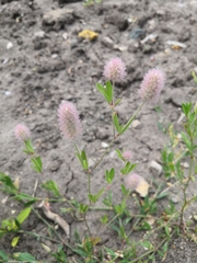 Trifolium arvense