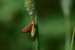 Idaea serpentata