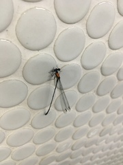 Prodasineura croconota