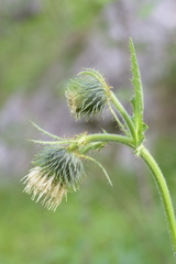 Cirsium carniolicum