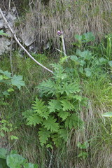 Cirsium alsophilum