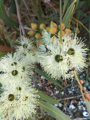 Eucalyptus diversifolia