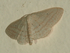 Scopula lechrioloma