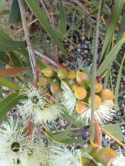 Eucalyptus diversifolia