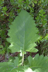 Cirsium carniolicum