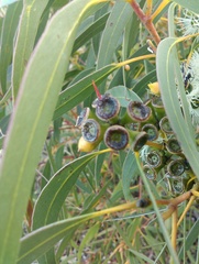 Eucalyptus diversifolia
