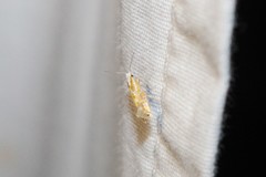 Argyresthia canadensis