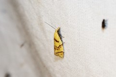 Phtheochroa vitellinana