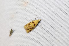 Phtheochroa vitellinana