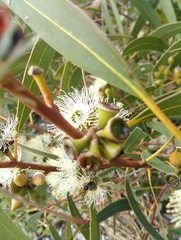 Eucalyptus diversifolia