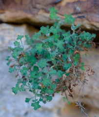 Senecio tortuosus