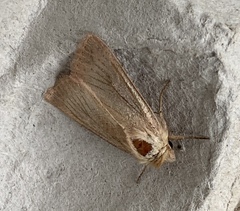 Mythimna ferrago