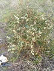 Eucalyptus diversifolia