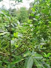 Zanthoxylum armatum