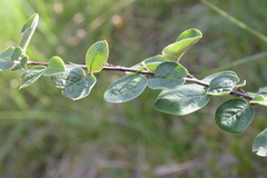 Cotoneaster tomentosus