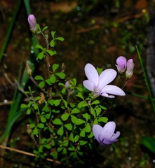 Oxalis ebracteata