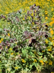 Nonea pulla