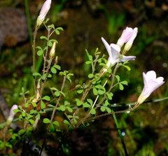 Oxalis ebracteata