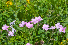 Linum hypericifolium