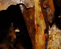 Marasmius crinis-equi