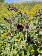 Nonea pulla