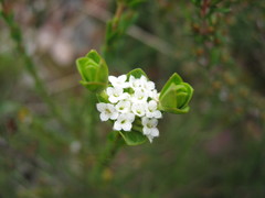 Pimelea flava dichotoma