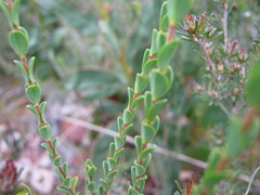 Pimelea flava dichotoma