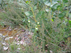Pimelea flava dichotoma
