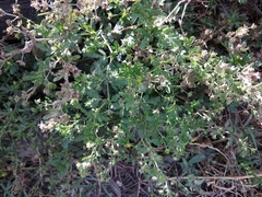 Potentilla supina