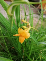 Hemerocallis lilioasphodelus