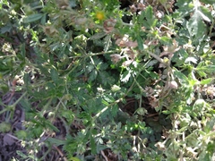 Potentilla supina