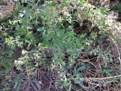 Potentilla supina