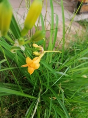 Hemerocallis lilioasphodelus