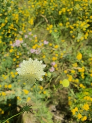Scabiosa ochroleuca