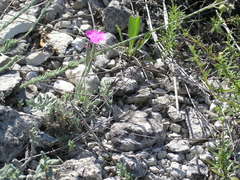 Dianthus humilis