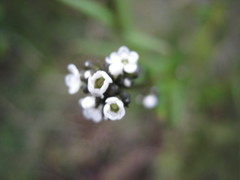 Logania linifolia