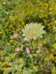 Scabiosa ochroleuca