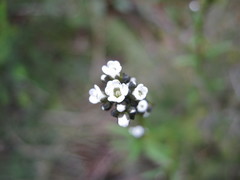 Logania linifolia