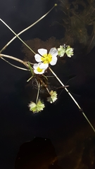 Ranunculus schmalhausenii