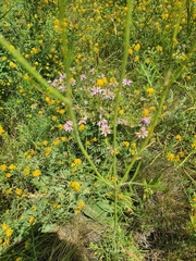 Scabiosa ochroleuca
